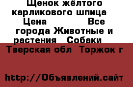 Щенок жёлтого карликового шпица  › Цена ­ 50 000 - Все города Животные и растения » Собаки   . Тверская обл.,Торжок г.